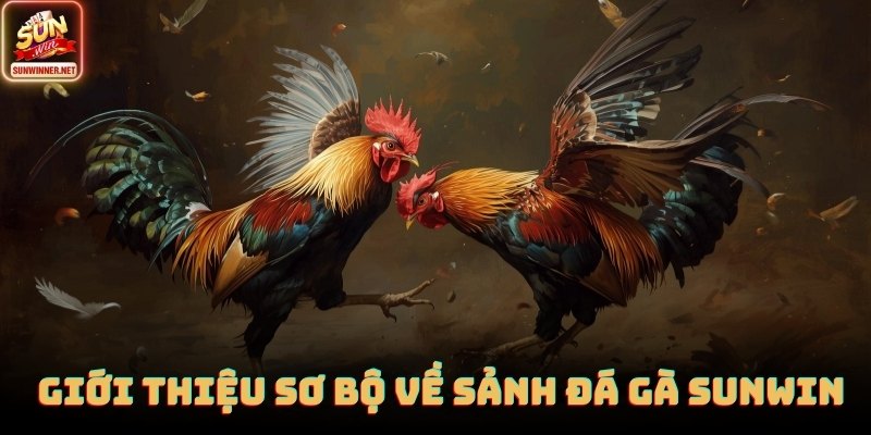 Thông tin chi tiết về chuyên mục đá gà Sunwin dành cho người đọc